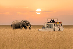 safari adventure